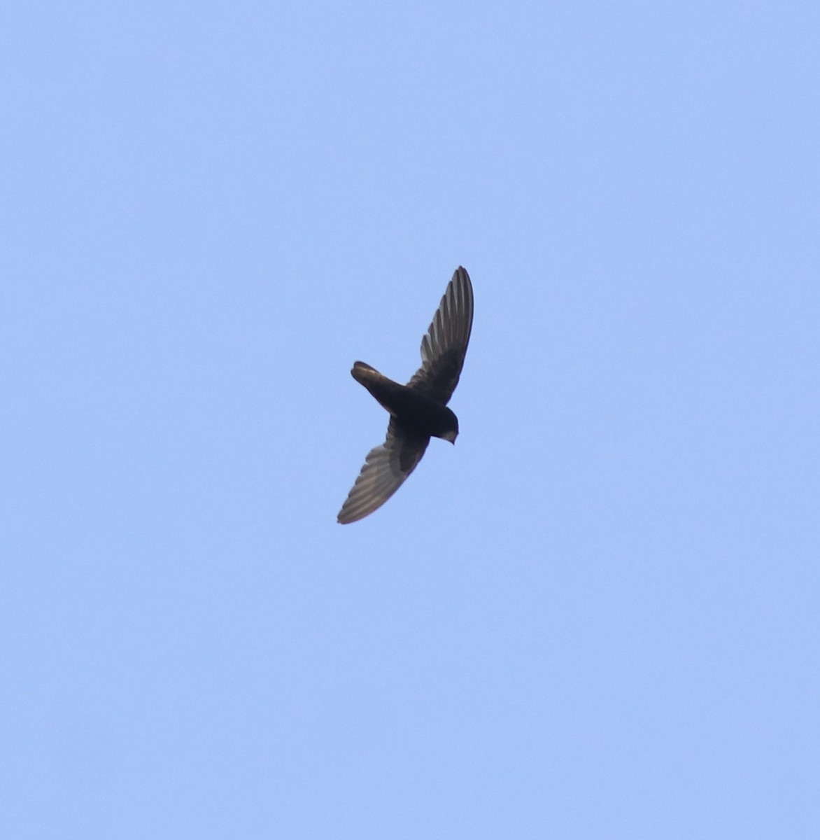 Little Swift - ML638429492
