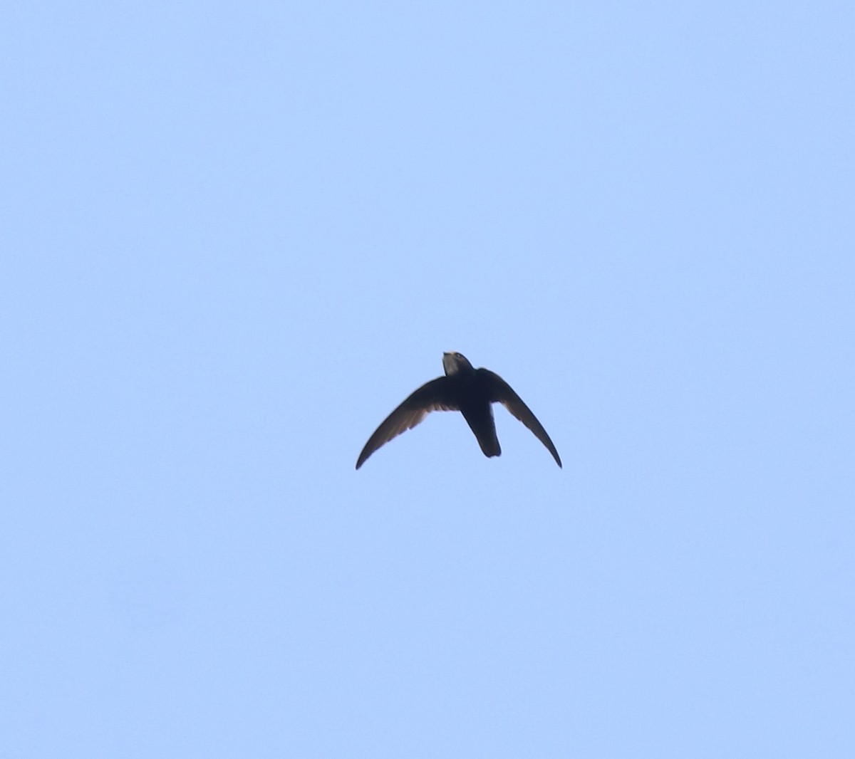 Little Swift - ML638429493