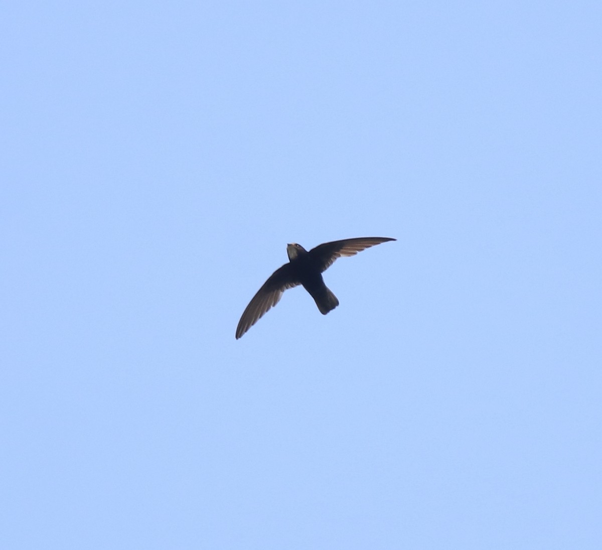 Little Swift - ML638429495