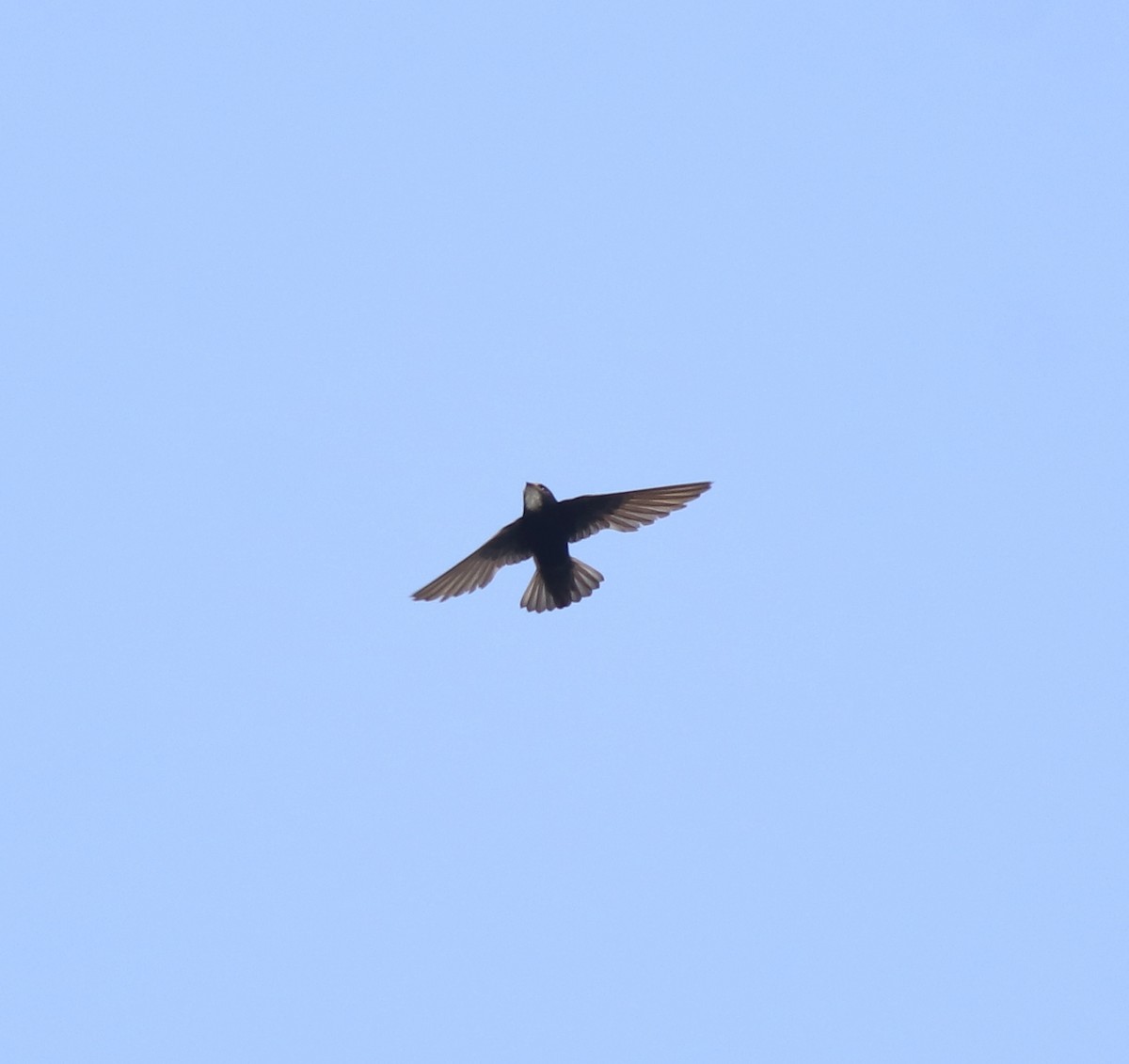 Little Swift - ML638429497