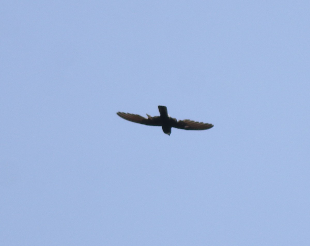 Little Swift - ML638429498