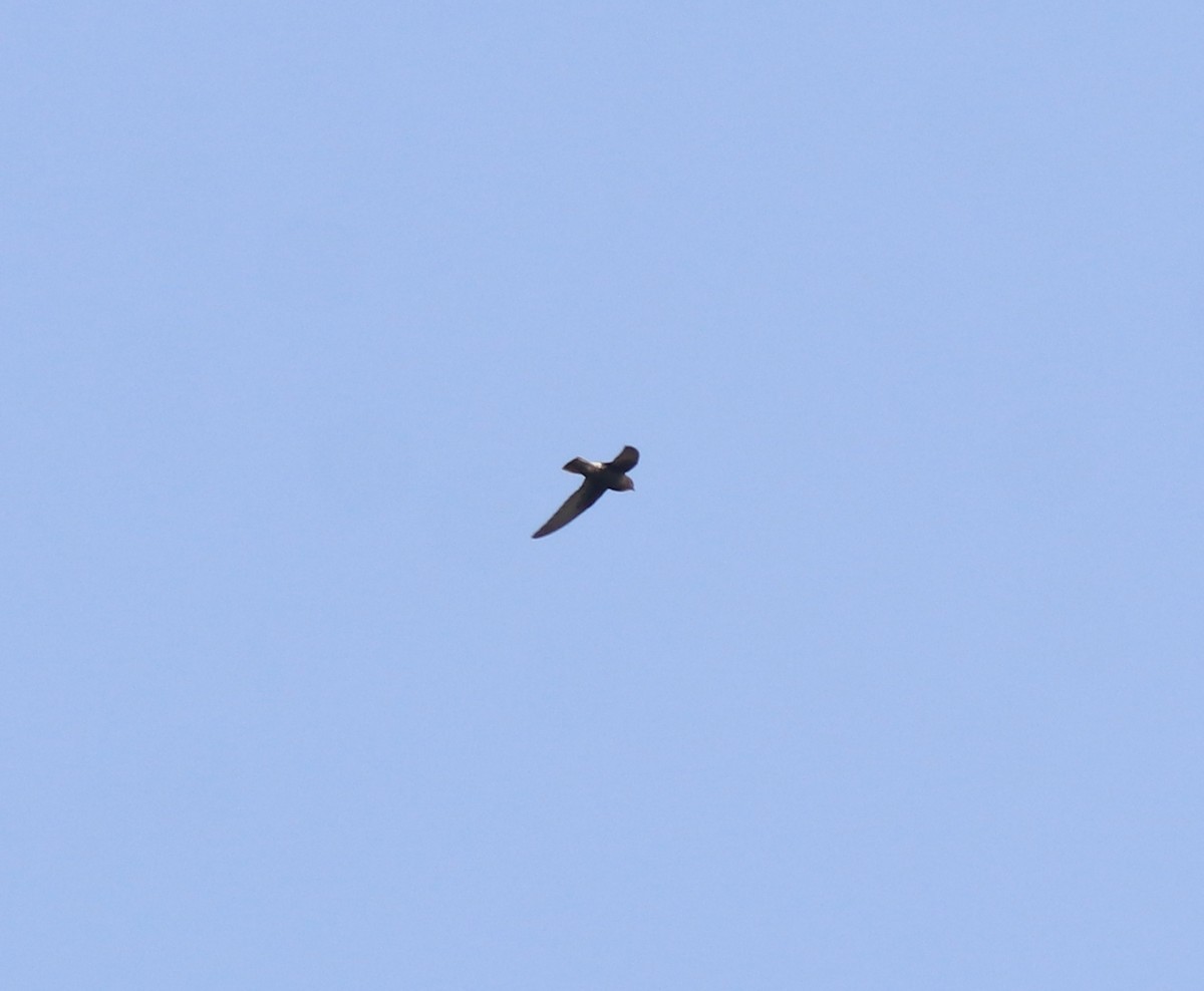 Little Swift - ML638429499