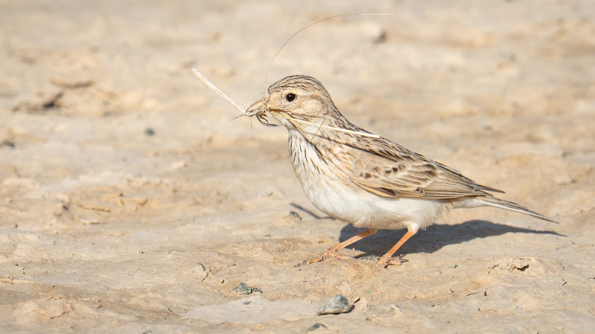 Asian Short-toed Lark - ML638429502