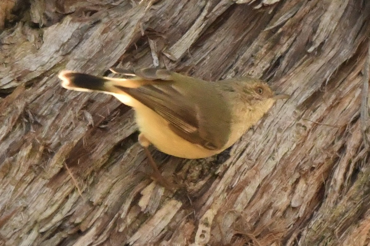 Buff-rumped Thornbill - ML638429506