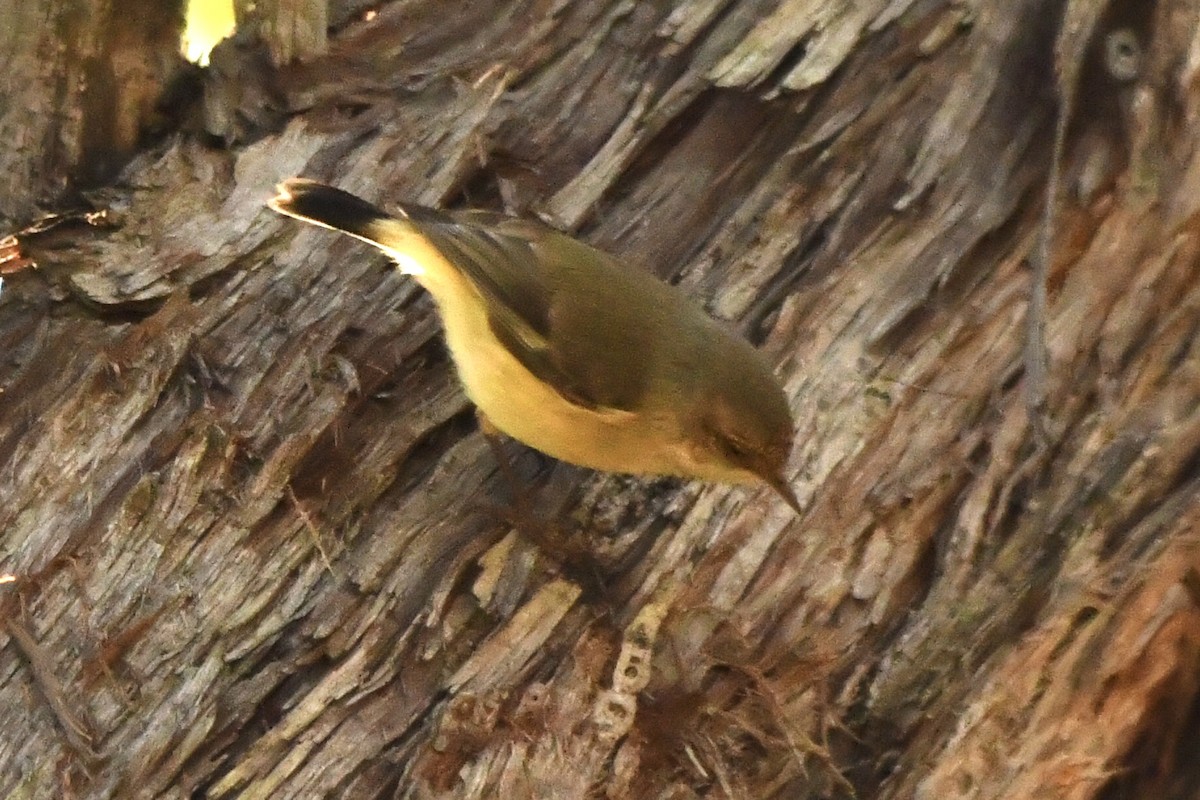 Buff-rumped Thornbill - ML638429507