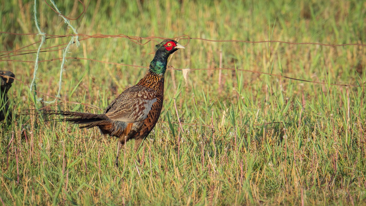 Ring-necked Pheasant - ML638429508