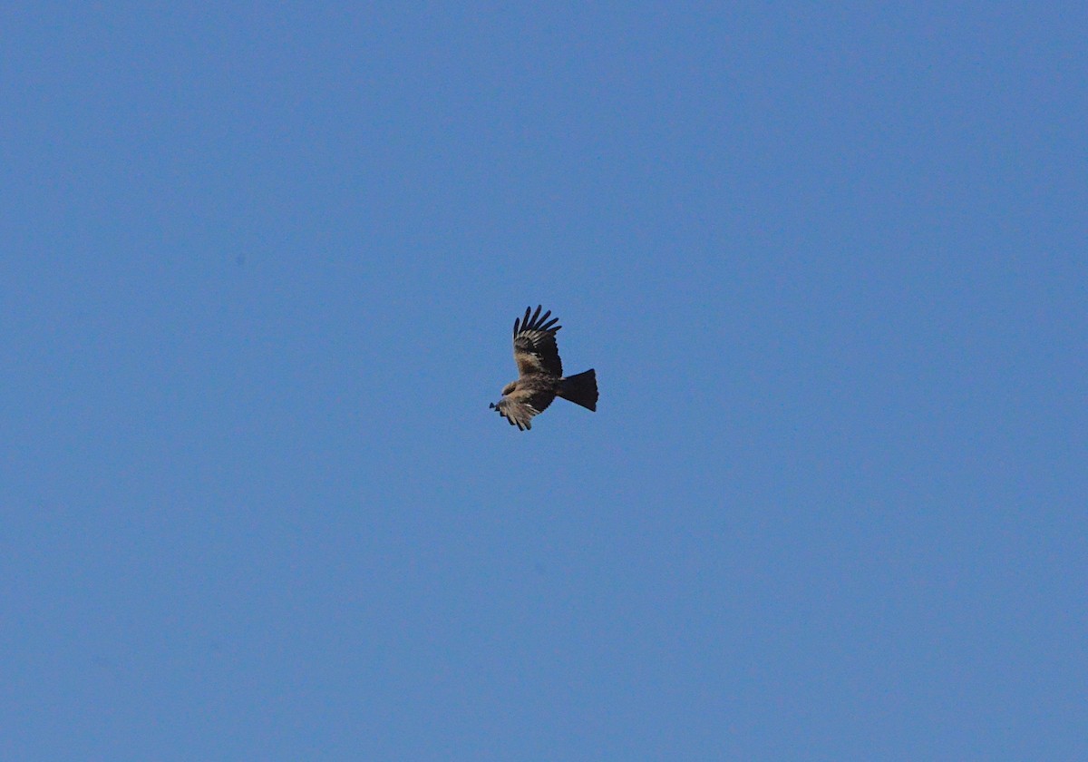 Square-tailed Kite - ML638429522