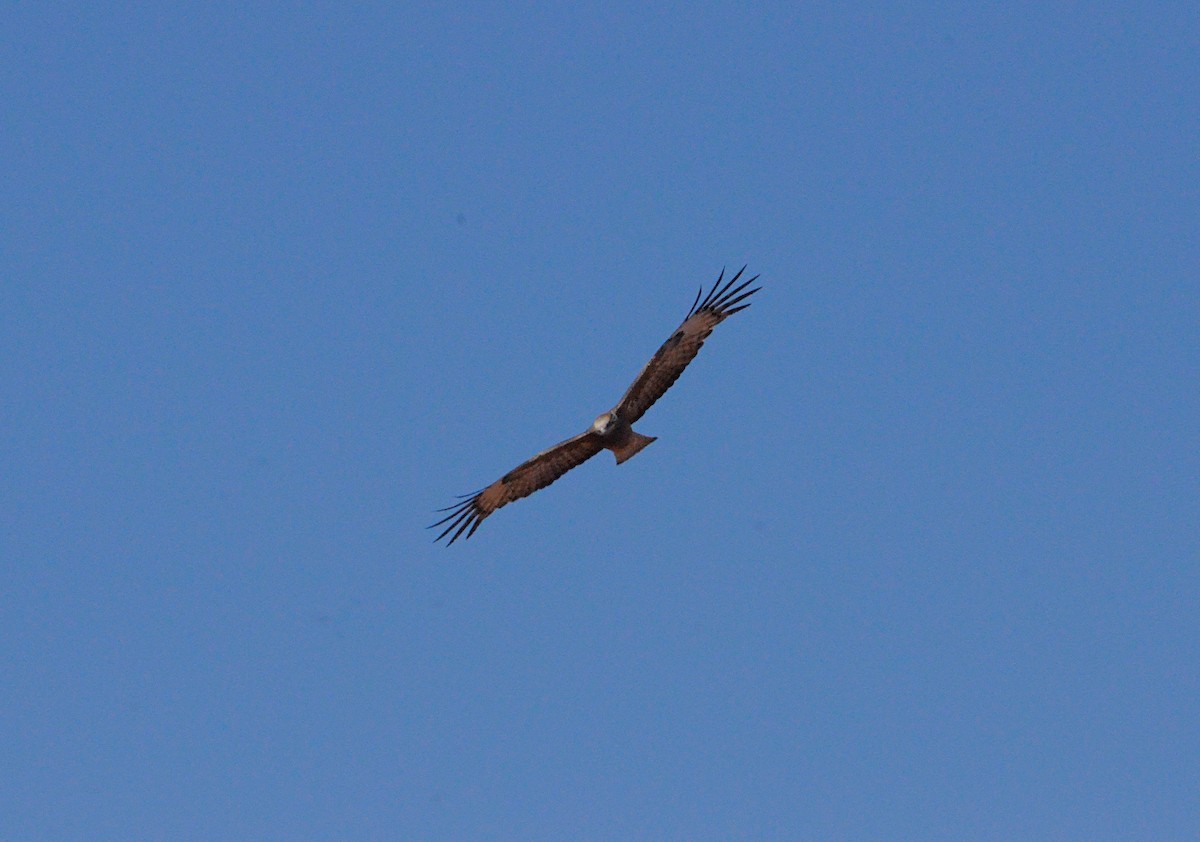 Square-tailed Kite - ML638429523