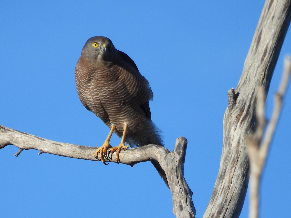 Brown Goshawk - ML638429542