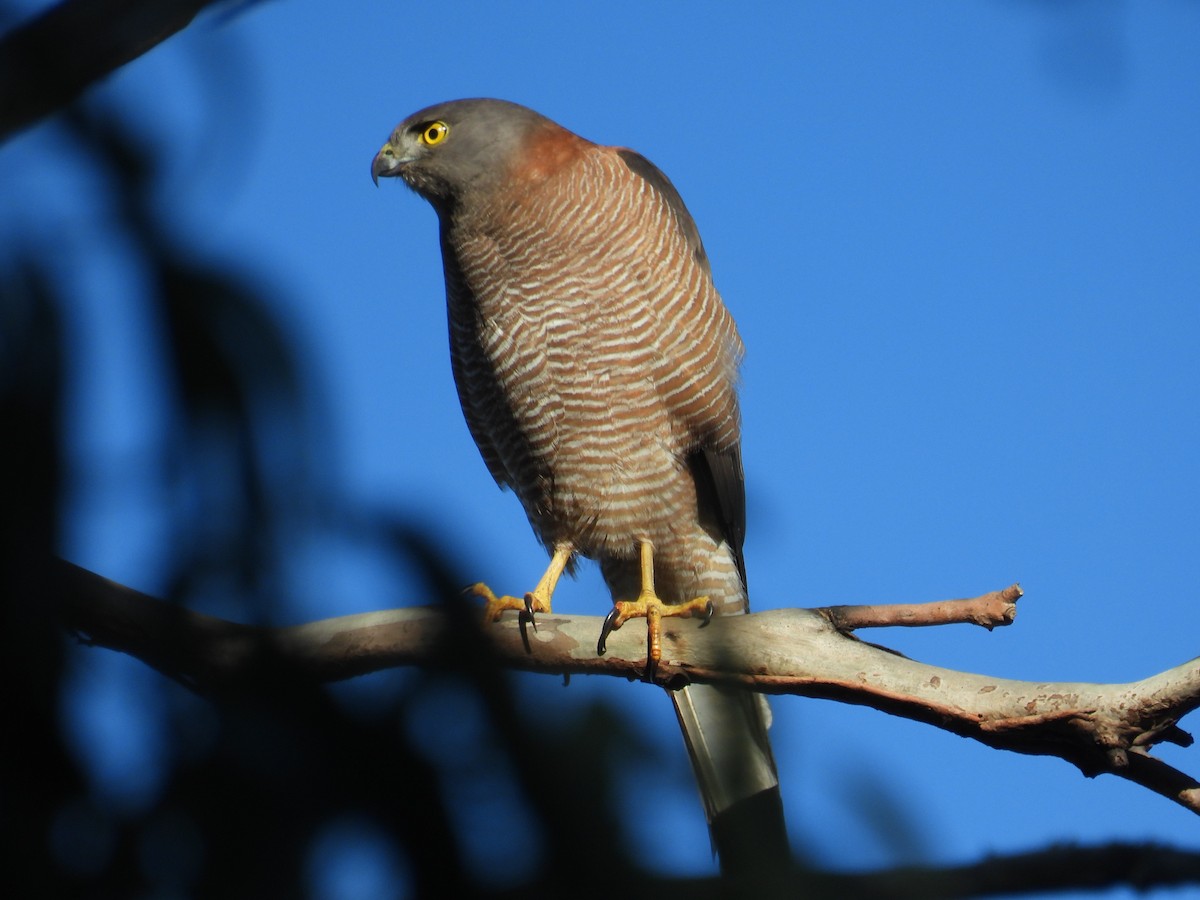 Brown Goshawk - ML638429543