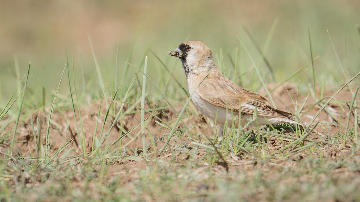 Pere David's Snowfinch - ML638429558