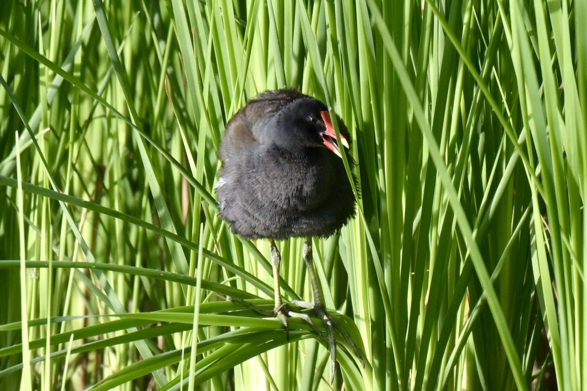 Common Gallinule - ML638429560