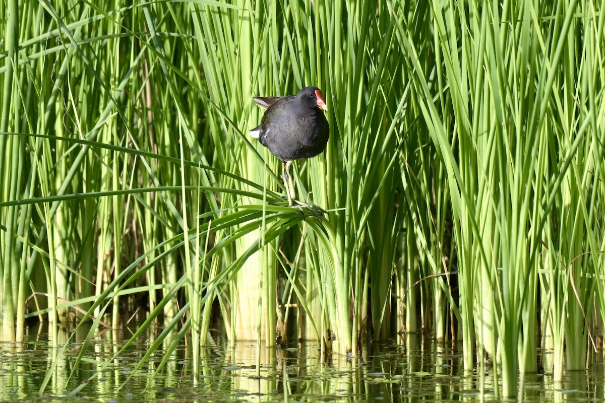 Common Gallinule - ML638429561
