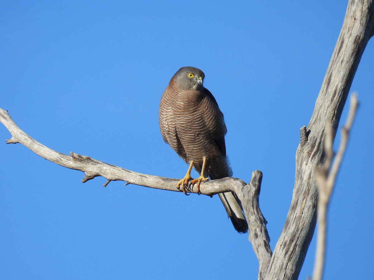 Brown Goshawk - ML638429565