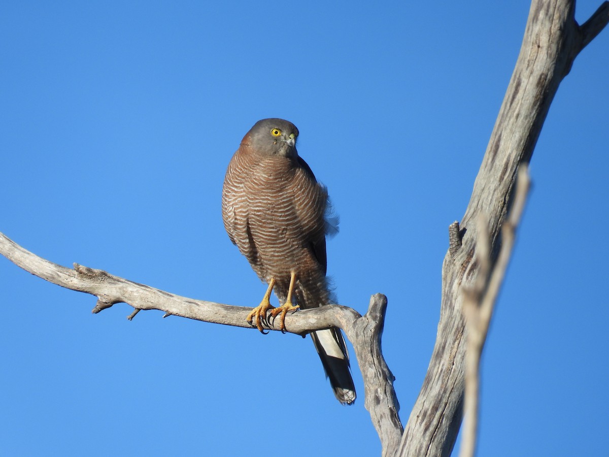 Brown Goshawk - ML638429566