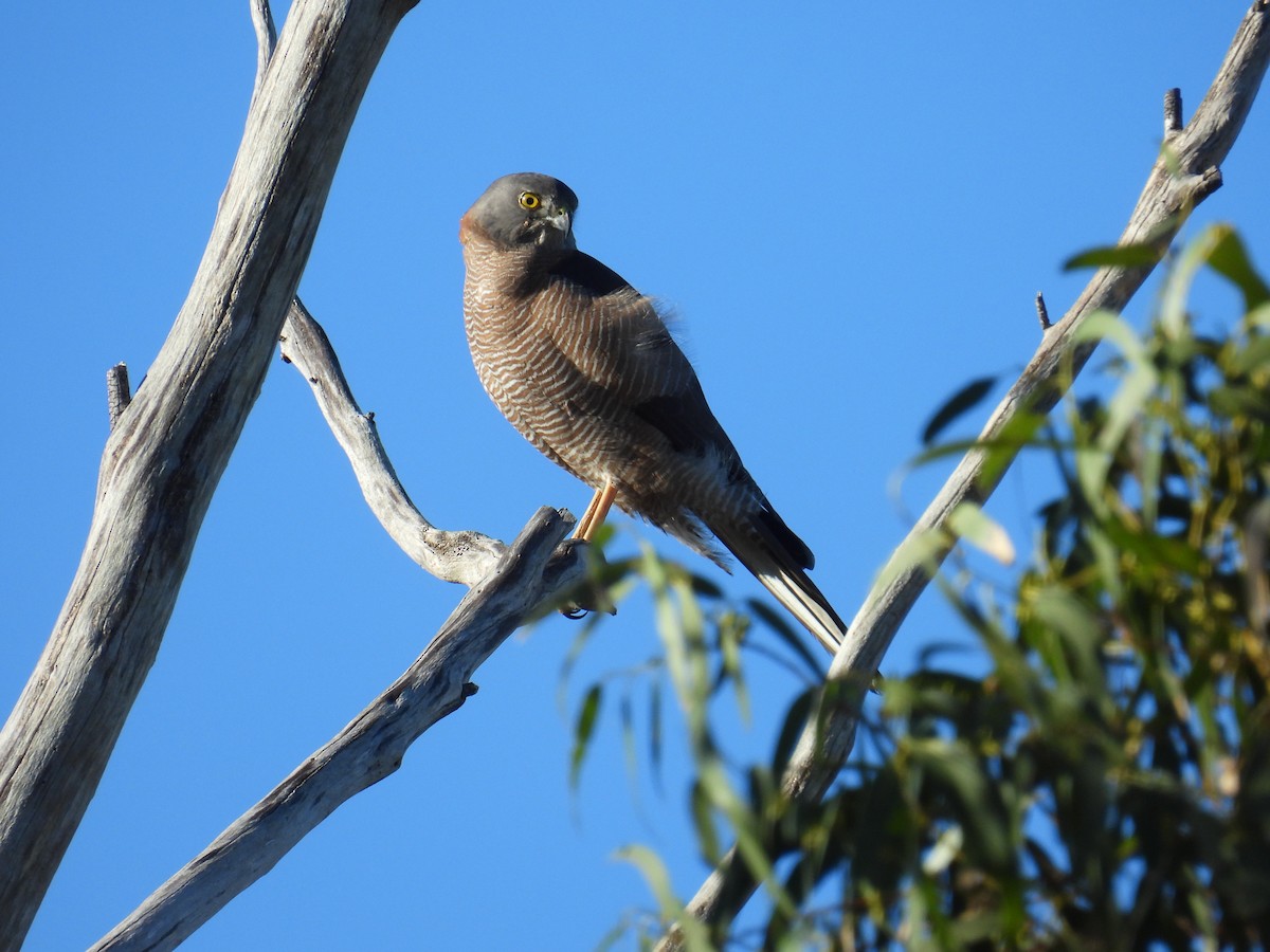 Brown Goshawk - ML638429568