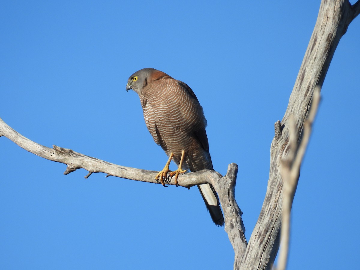 Brown Goshawk - ML638429569