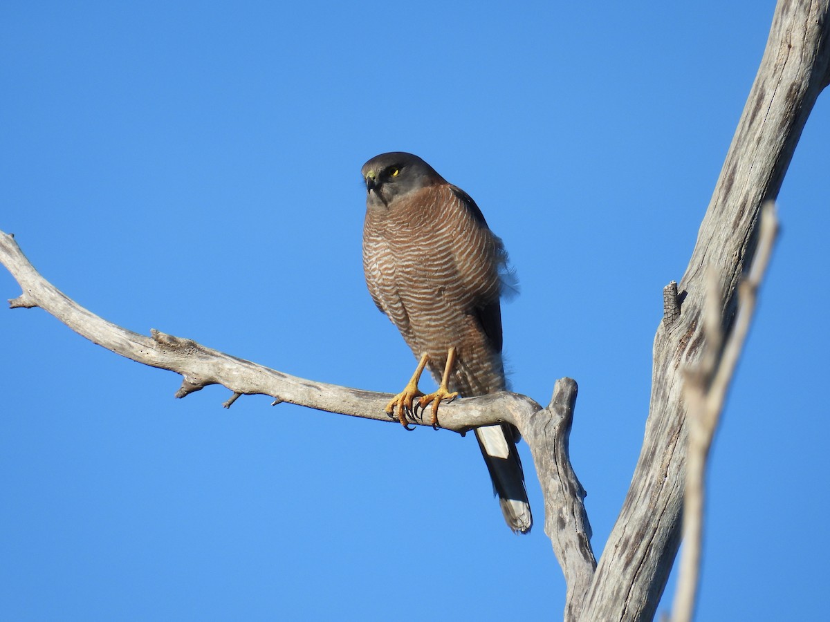 Brown Goshawk - ML638429570