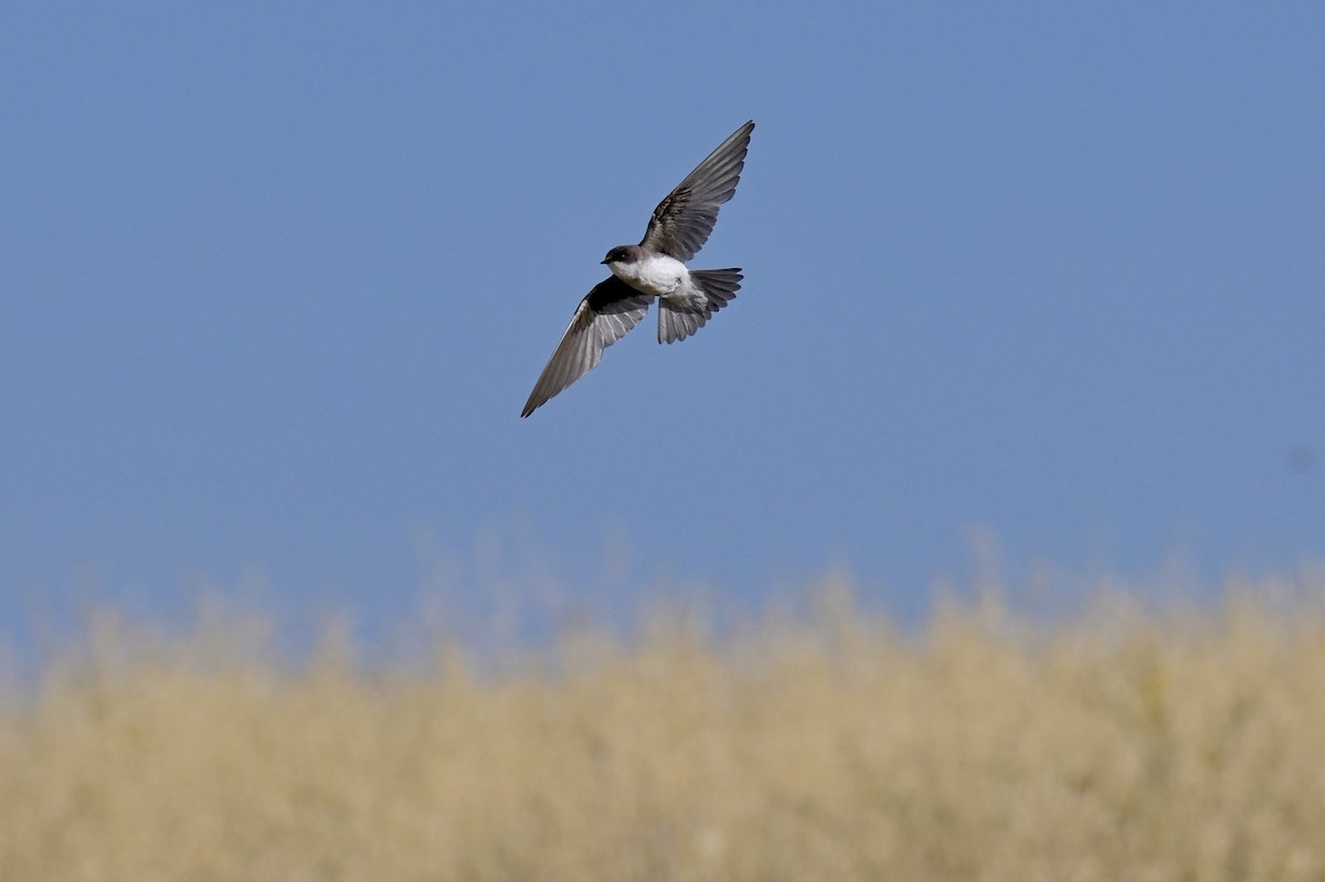 Tree Swallow - ML638429579