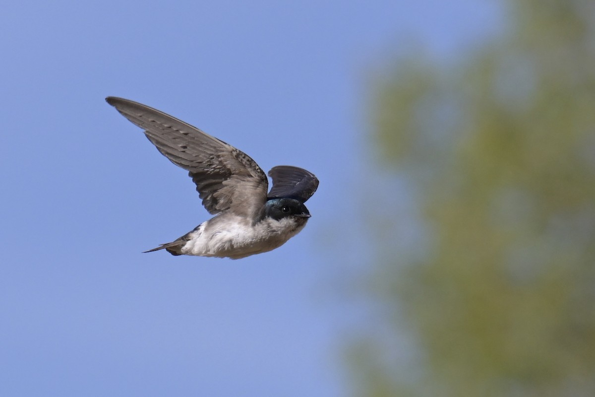 Tree Swallow - ML638429580