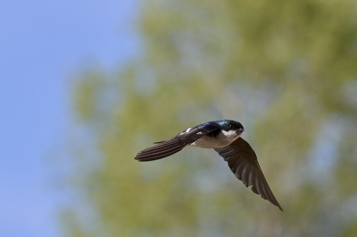 Tree Swallow - ML638429581