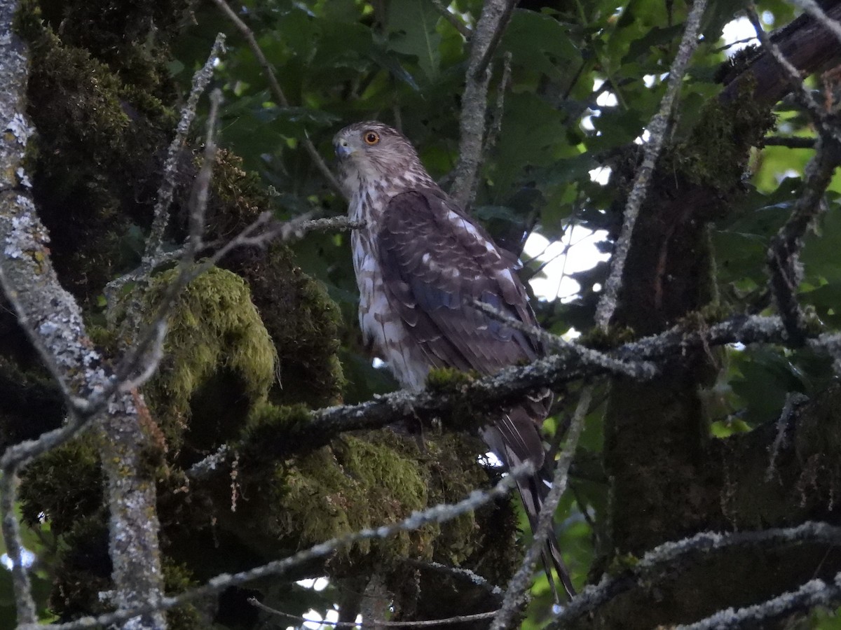 Cooper's Hawk - ML638429584