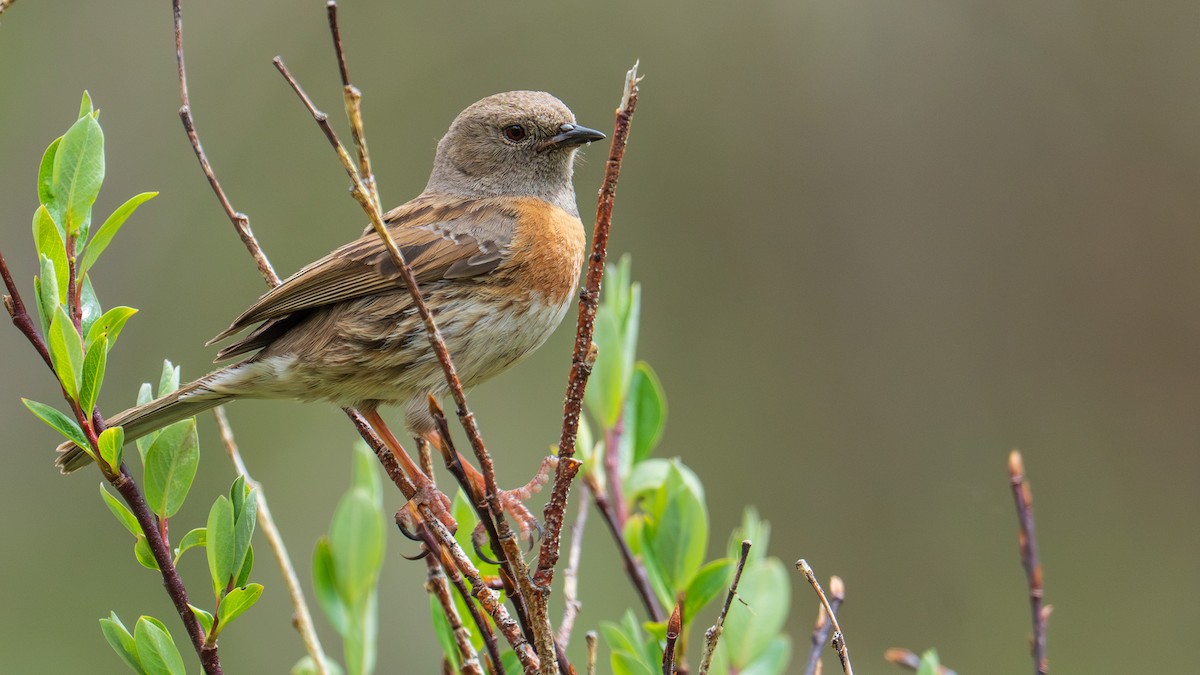 Robin Accentor - ML638429590