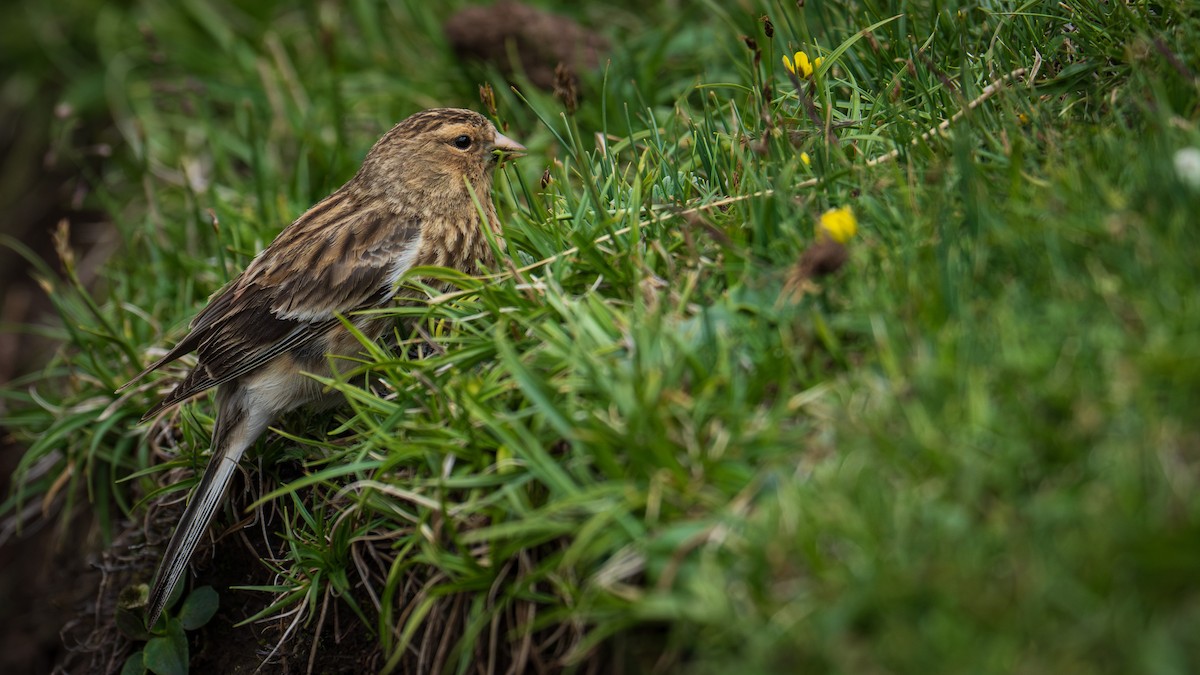 Twite - ML638429591