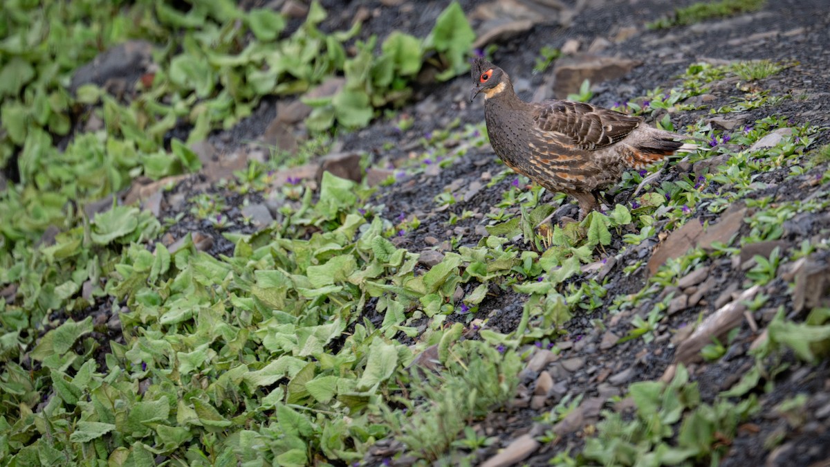 Buff-throated Monal-Partridge - ML638429600