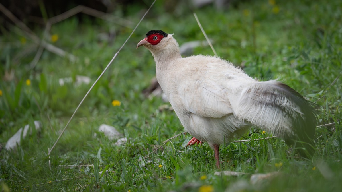White Eared-Pheasant - ML638429601