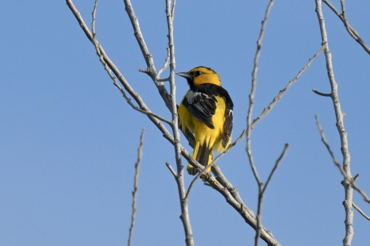 Bullock's Oriole - ML638429621
