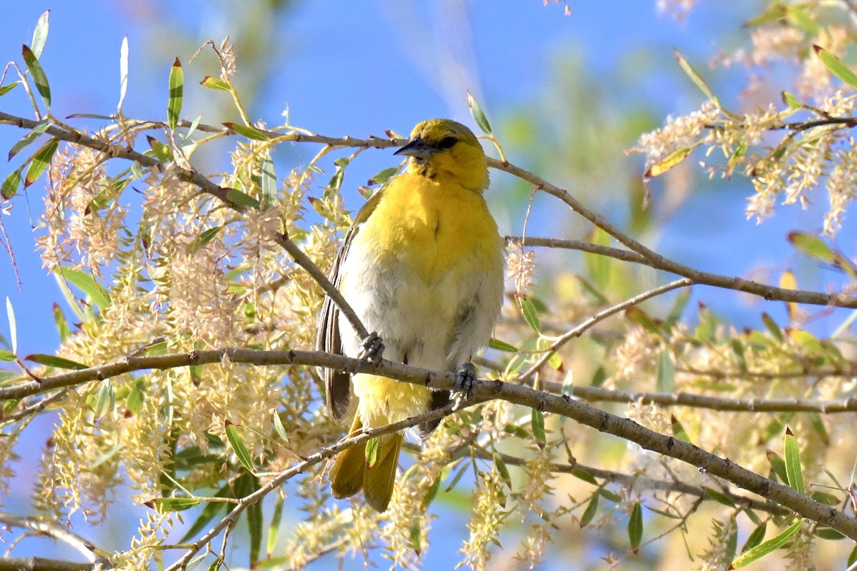 Bullock's Oriole - ML638429622