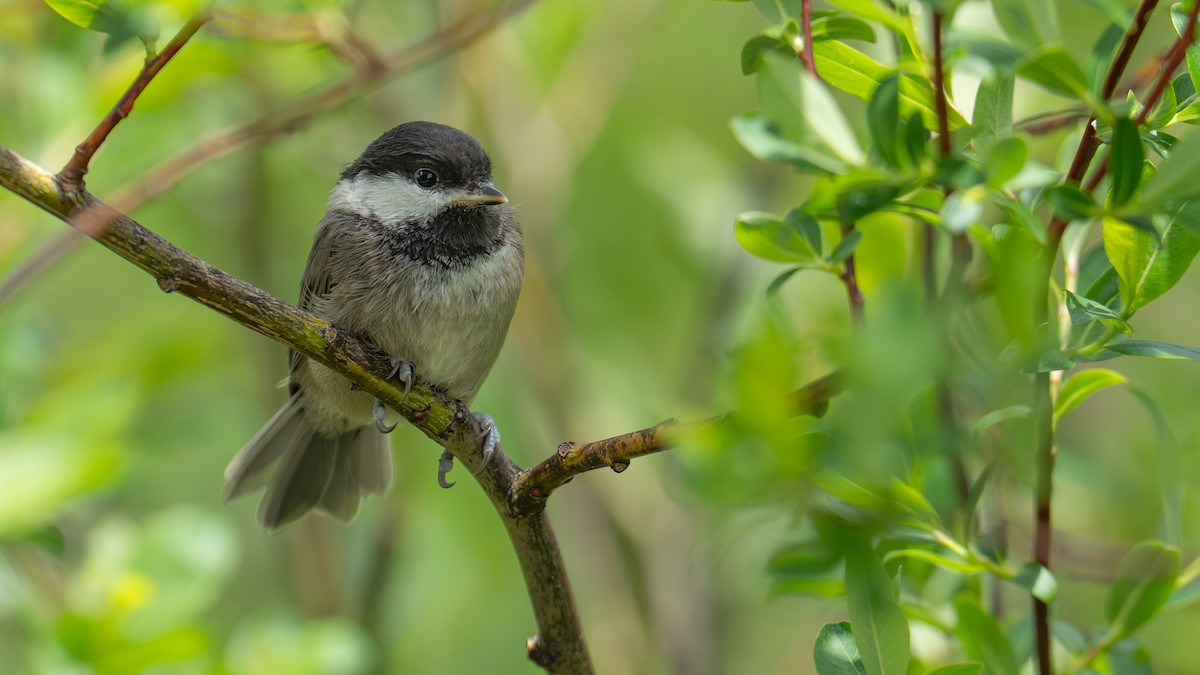Sichuan Tit - ML638429624