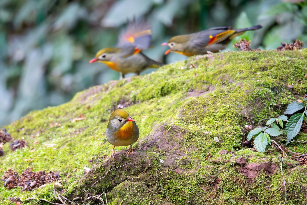 Red-billed Leiothrix - ML638429635
