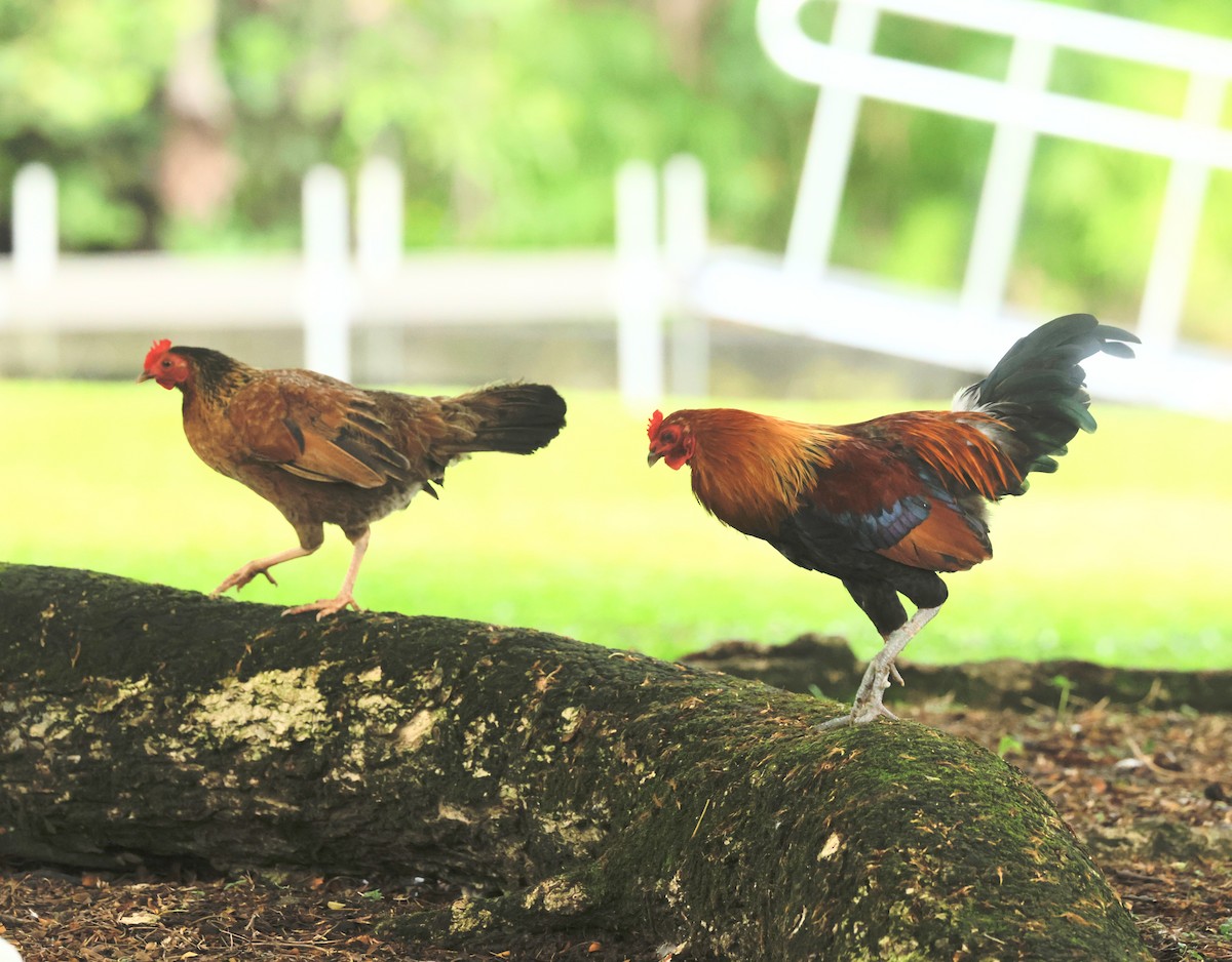 Red Junglefowl (Domestic type) - ML638429642