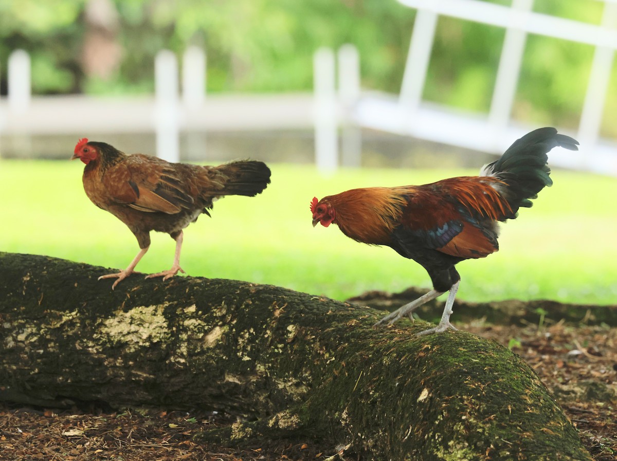 Red Junglefowl (Domestic type) - ML638429645