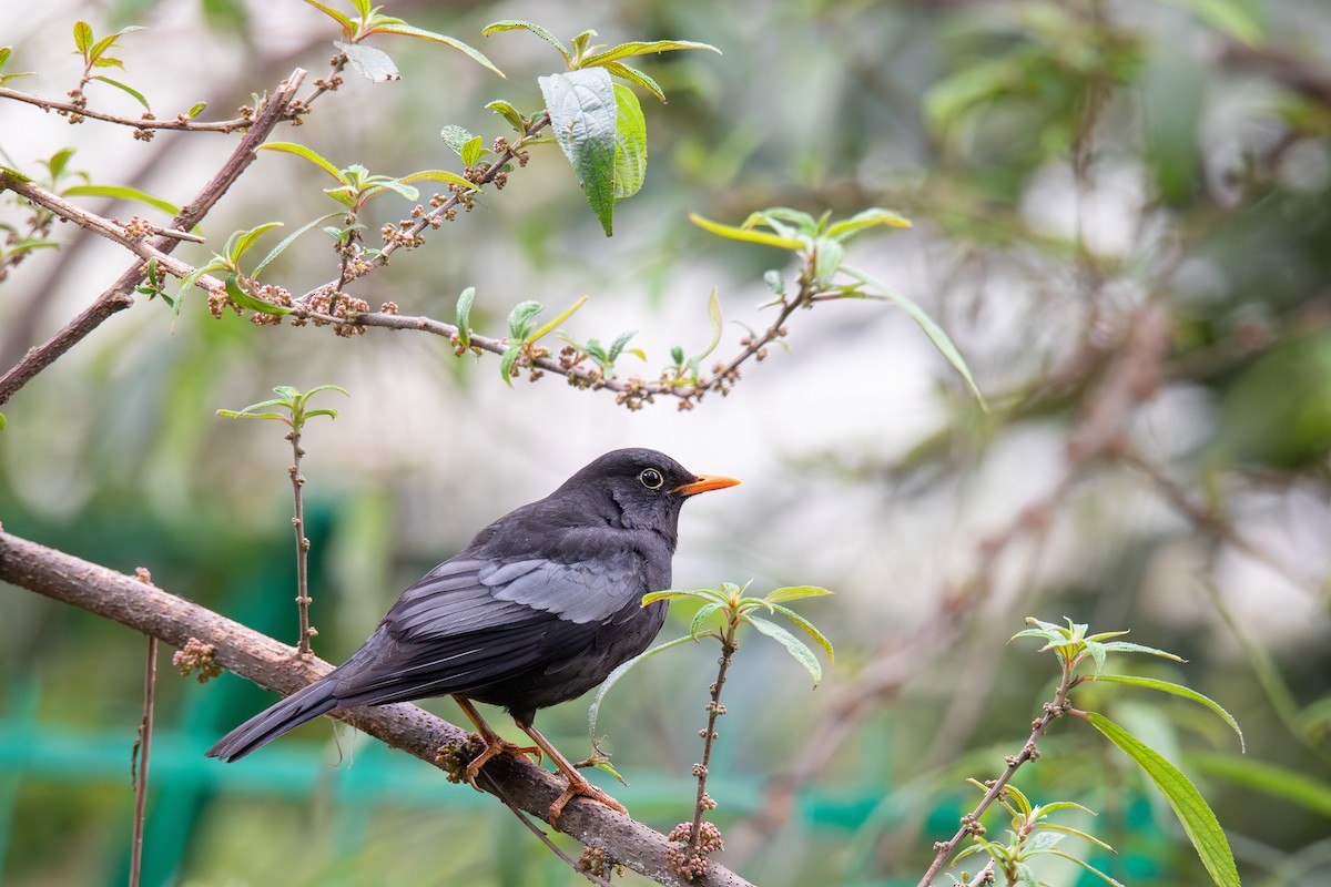 Gray-winged Blackbird - ML638429651