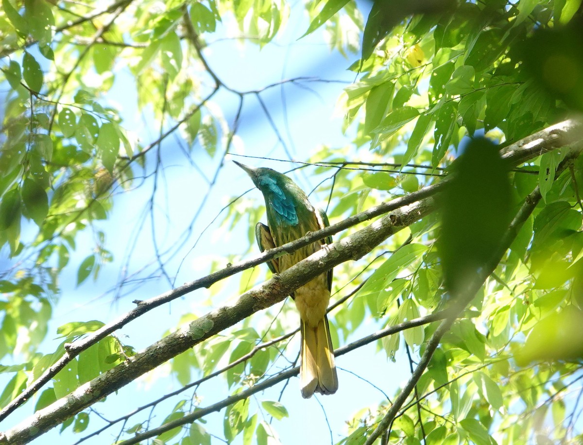 Blue-bearded Bee-eater - ML638429652