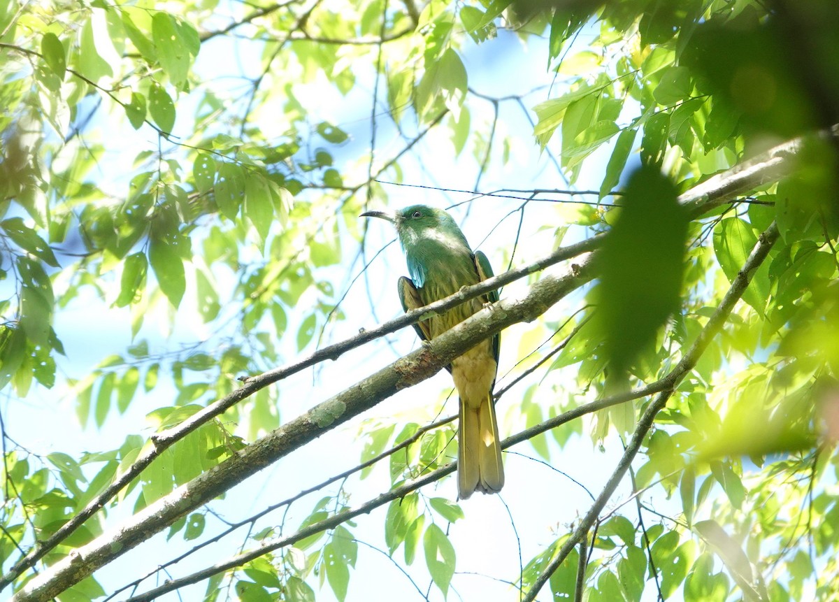 Blue-bearded Bee-eater - ML638429653