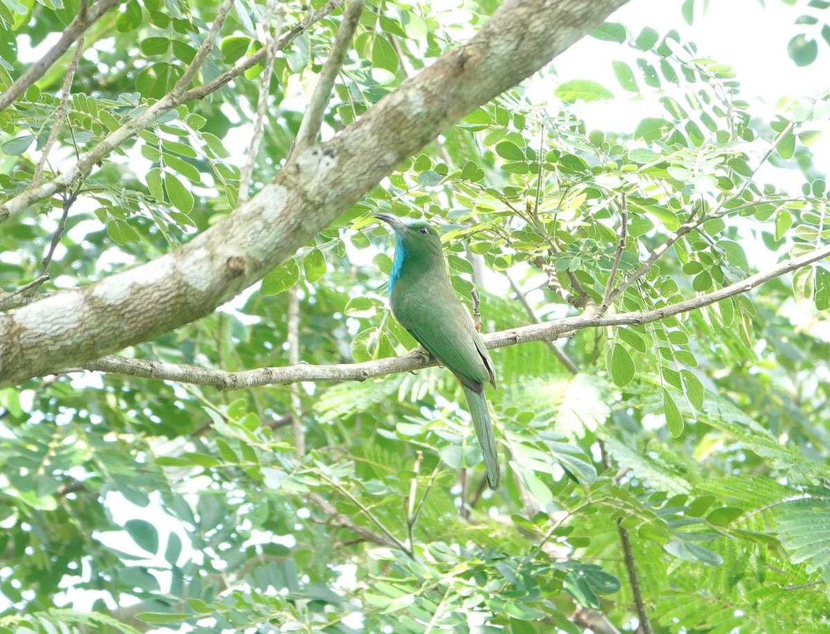 Blue-bearded Bee-eater - ML638429654