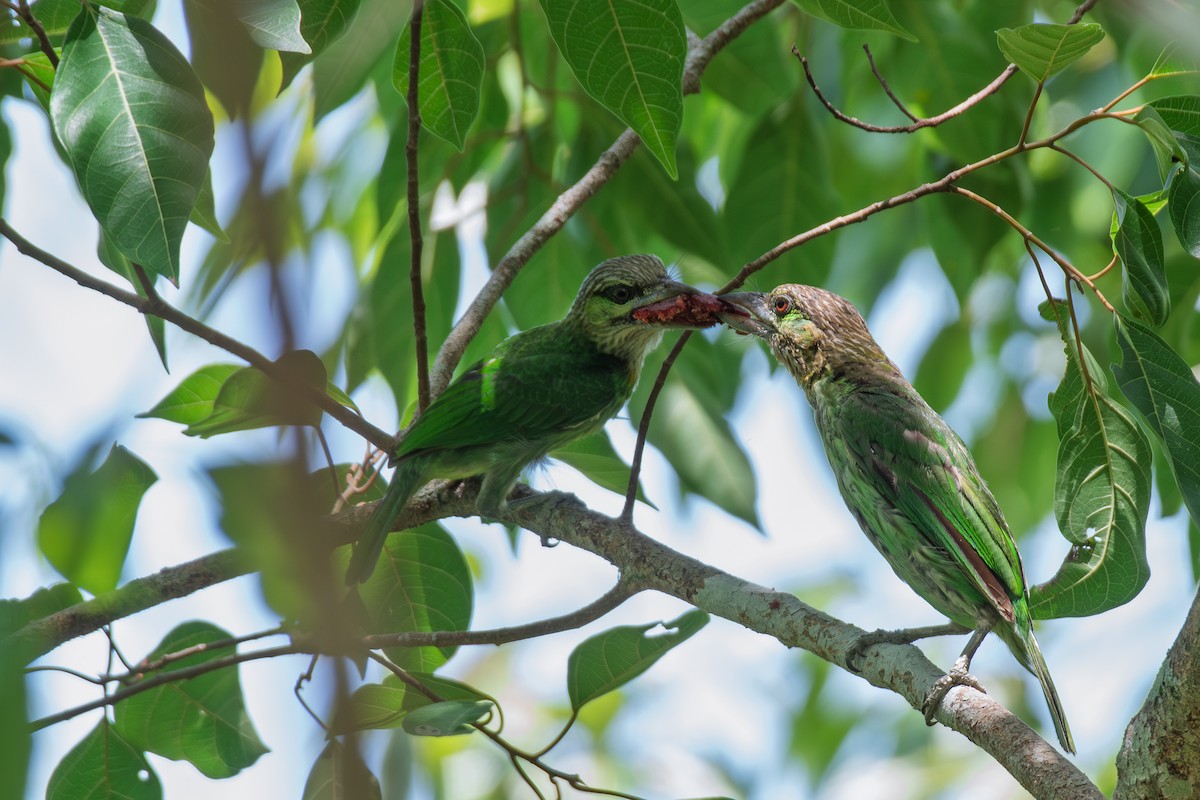 Green-eared Barbet - ML638429682