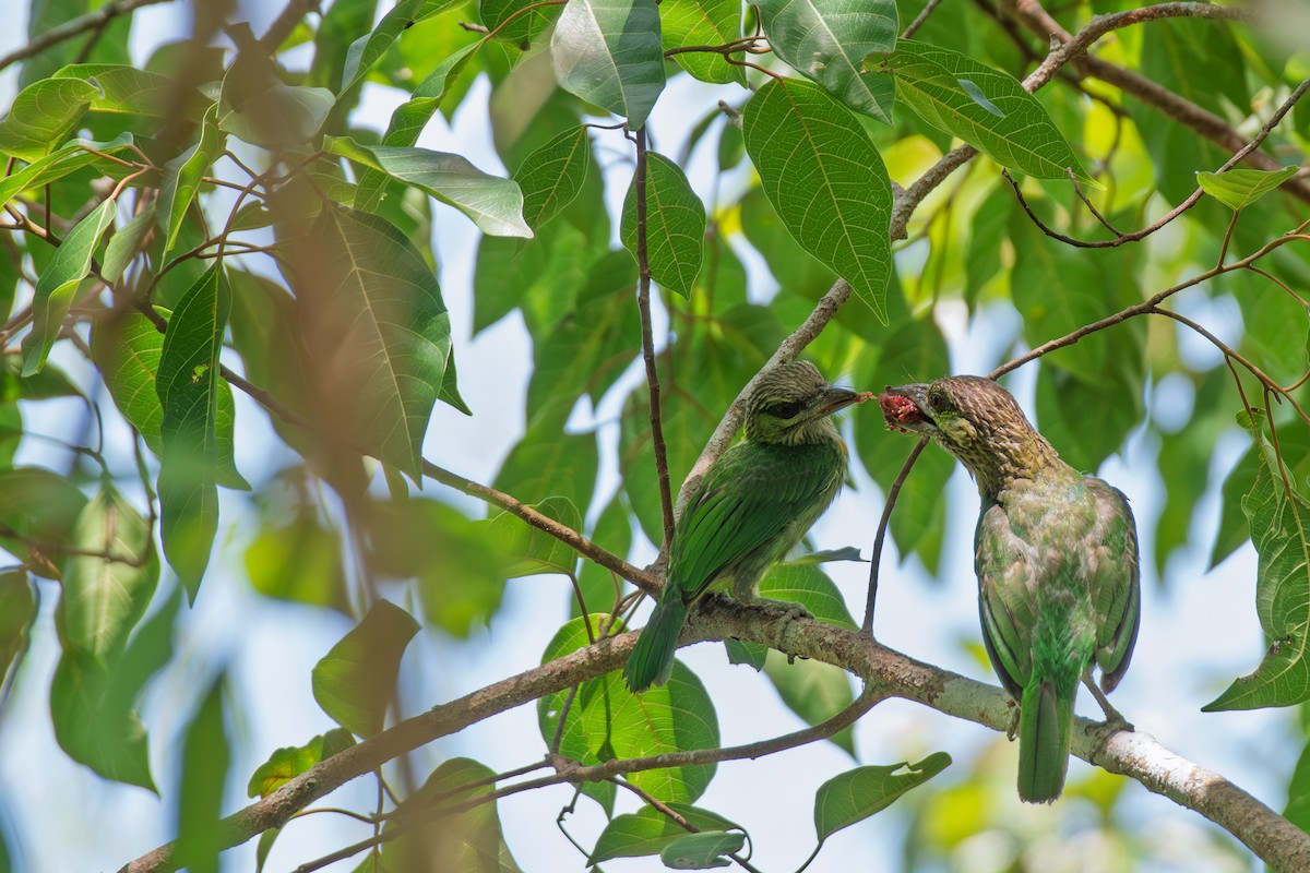 Green-eared Barbet - ML638429684