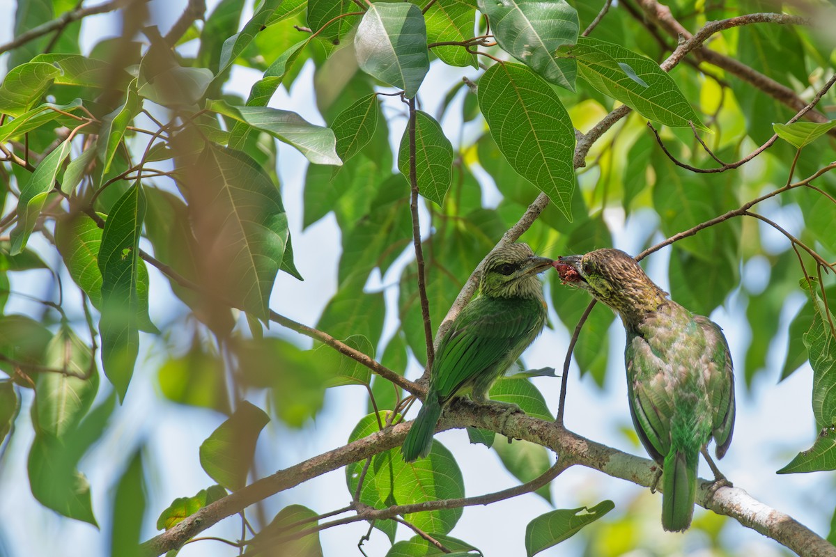 Green-eared Barbet - ML638429685