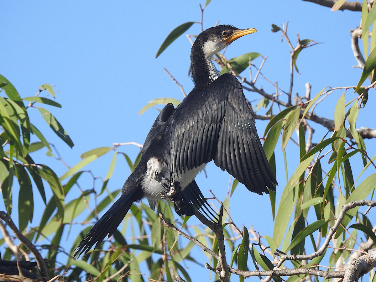 Little Pied Cormorant - ML638429696