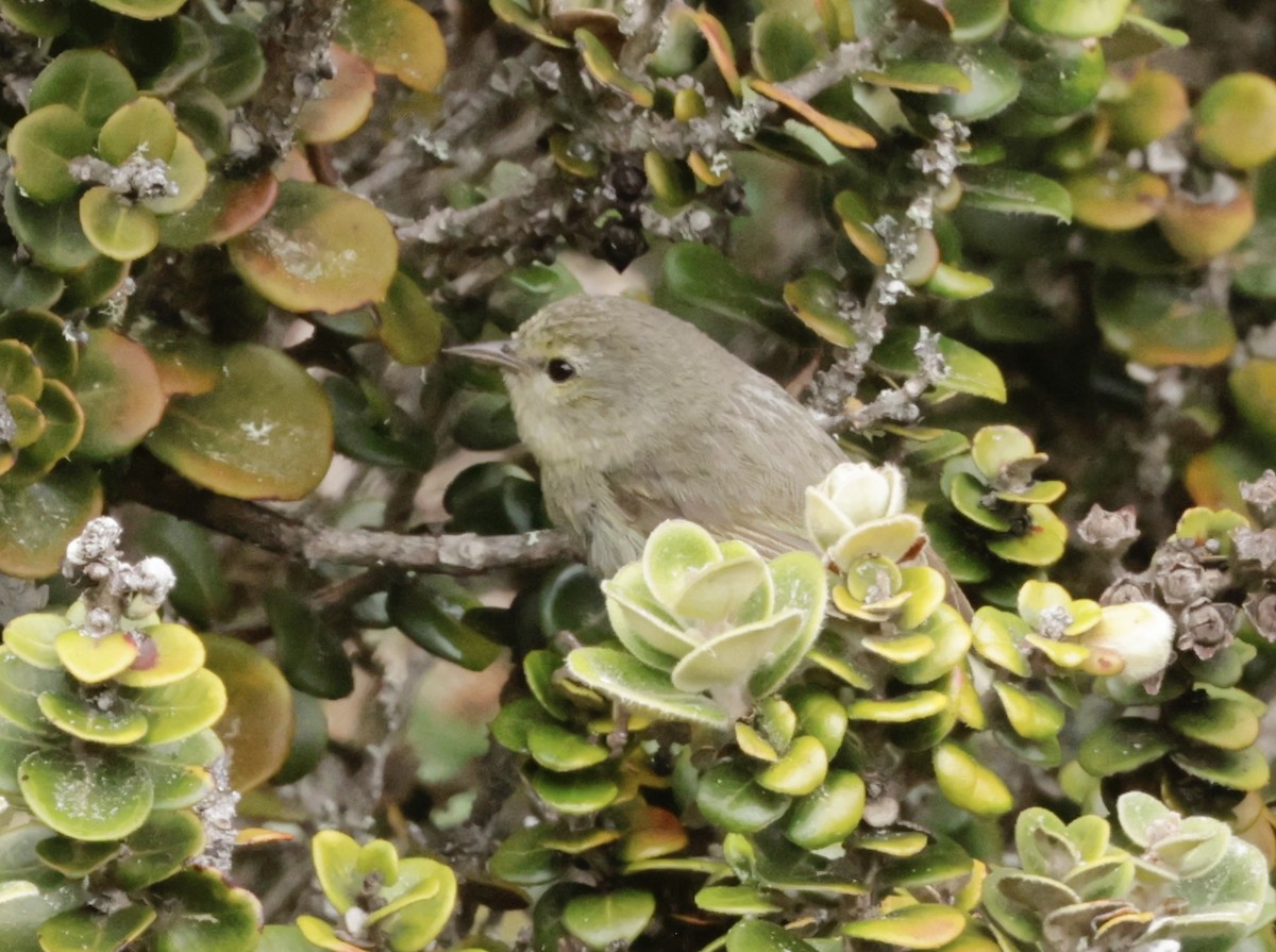 Maui Alauahio - ML638429710