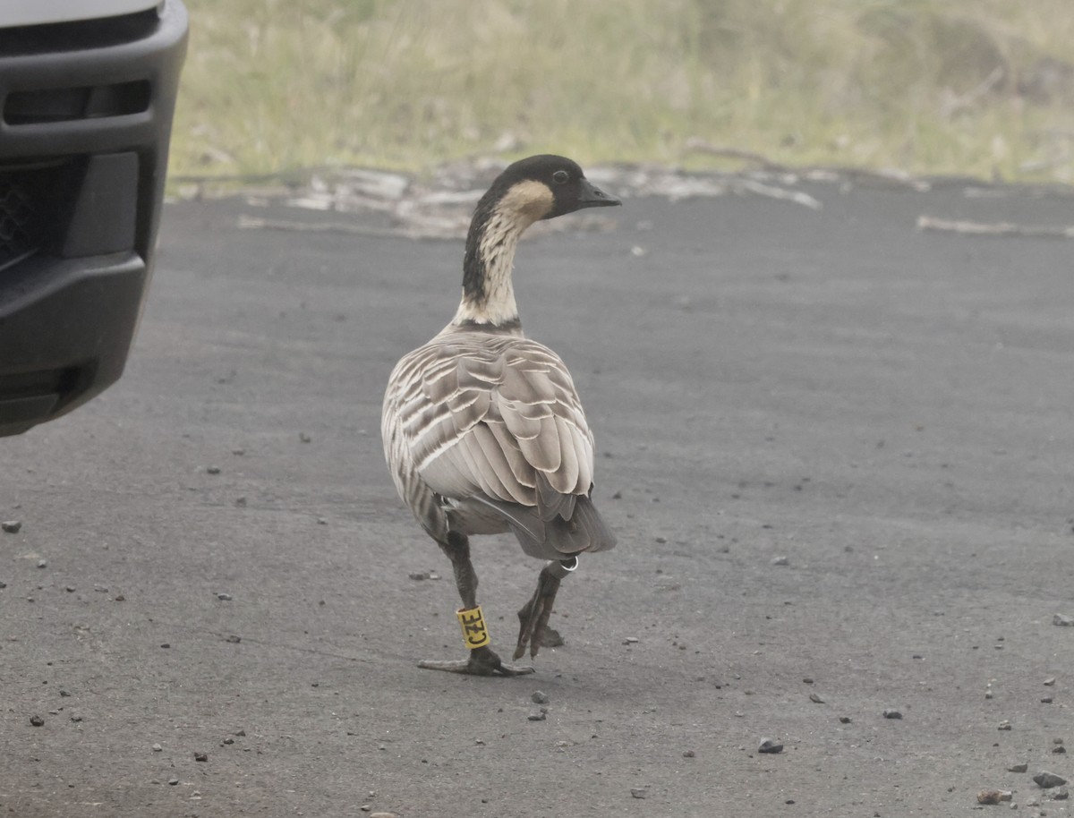 Hawaiian Goose - ML638429752