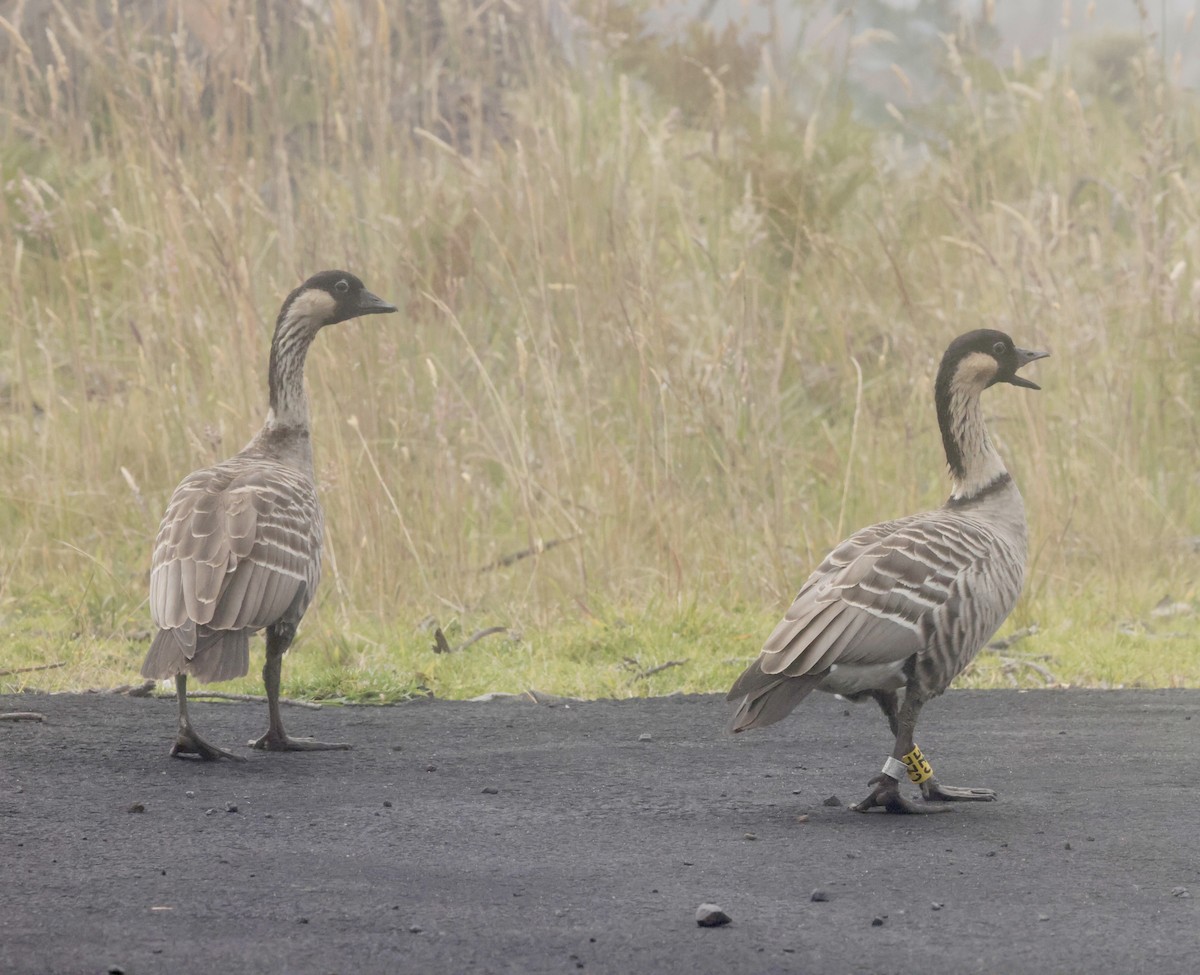 Hawaiian Goose - ML638429753