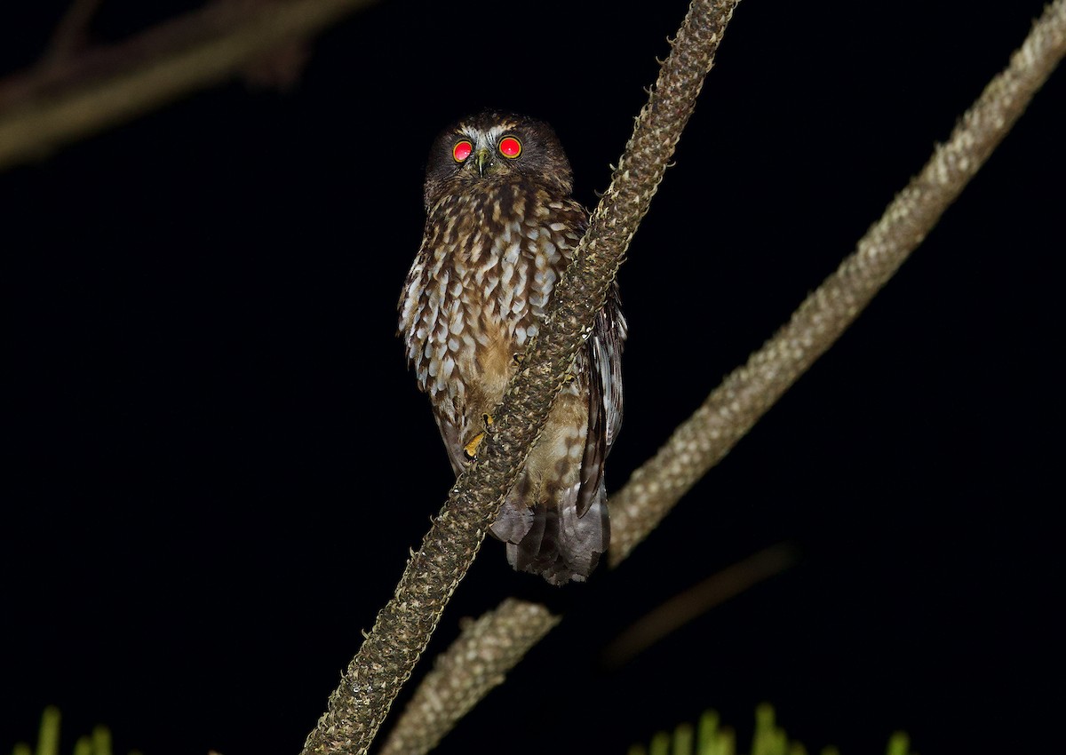 Morepork - ML638429776