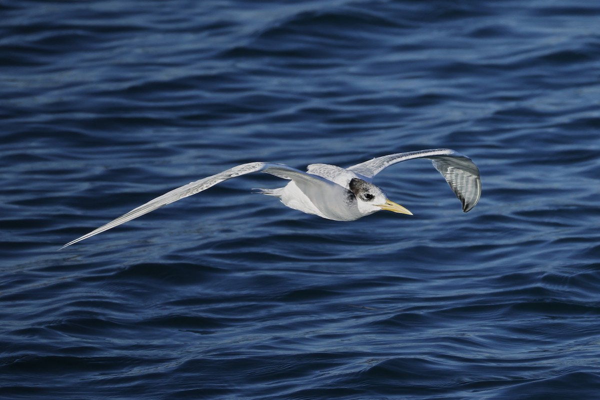 鳳頭燕鷗 - ML638429778