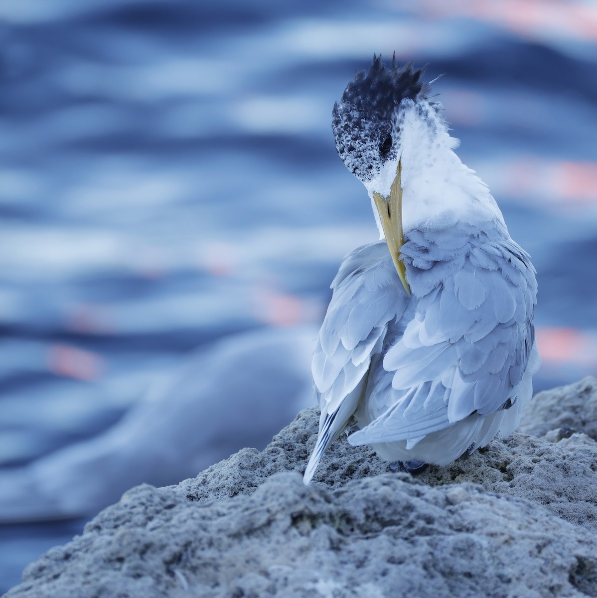 鳳頭燕鷗 - ML638429780